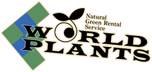 WORLD PLANTS - Natural Green Rental Service